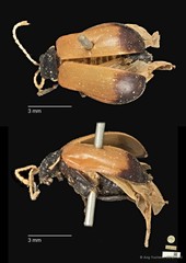Aulacophora luteicornis • © Ang Yuchen • CC BY 4.0