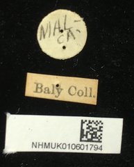 Aulacophora luteicornis • All Rights Reserved Museum Label