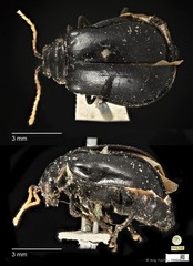 Aulacophora luteicornis • © Ang Yuchen • CC BY 4.0