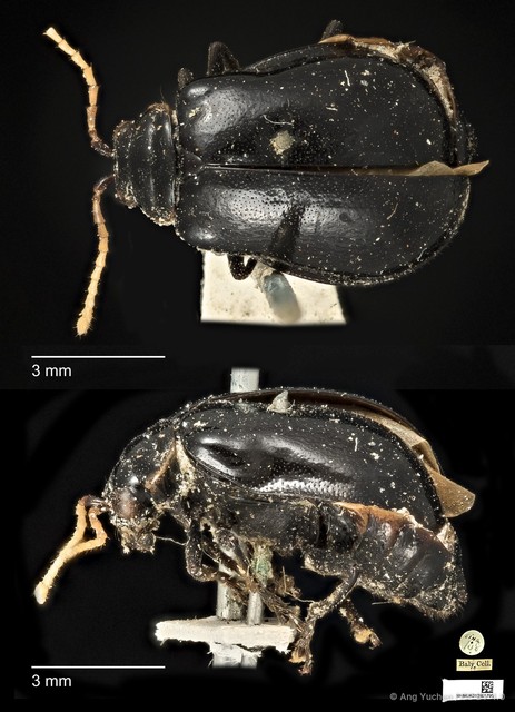 Aulacophora luteicornis