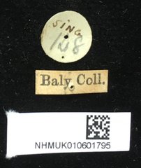Aulacophora luteicornis • All Rights Reserved Museum Label