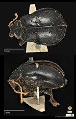 Aulacophora luteicornis • © Ang Yuchen • CC BY 4.0