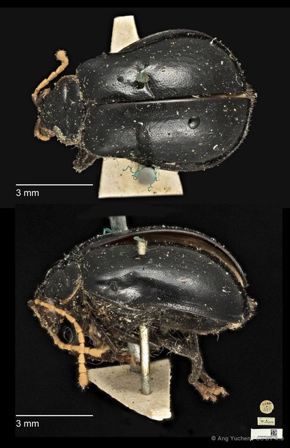 Aulacophora luteicornis