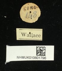 Aulacophora luteicornis • All Rights Reserved Museum Label