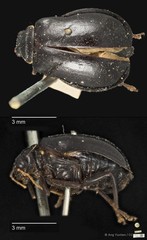 Aulacophora luteicornis • © Ang Yuchen • CC BY 4.0