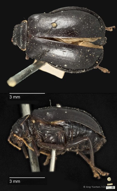 Aulacophora luteicornis