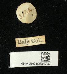 Aulacophora luteicornis • All Rights Reserved Museum Label