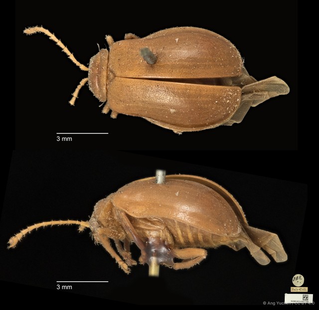 Aulacophora luteicornis