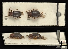 Aulexis nigripennis • © Ang Yuchen • CC BY 4.0