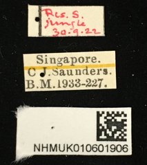 Aulexis nigripennis • All Rights Reserved Museum Label