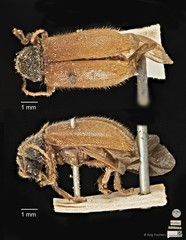 Aulexis wallacei Baly, 1867