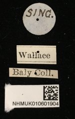 Aulexis wallacei • All Rights Reserved Museum Label