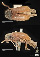 Aulexis wallacei • © Ang Yuchen • CC BY 4.0