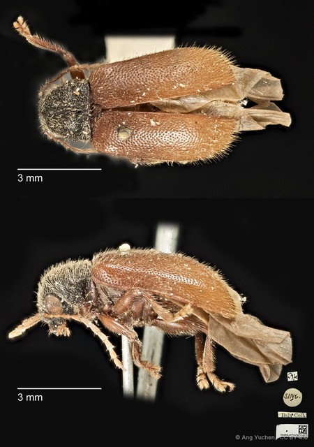 Aulexis wallacei