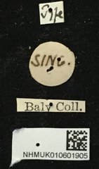 Aulexis wallacei • All Rights Reserved Museum Label