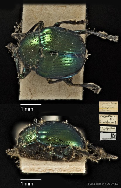 Basilepta sp. "cf. cupreata" • © Ang Yuchen • CC BY 4.0