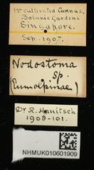 Basilepta sp. "cf. cupreata" • All Rights Reserved Museum Label