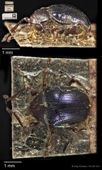 Basilepta viridipennis • © Ang Yuchen • CC BY 4.0