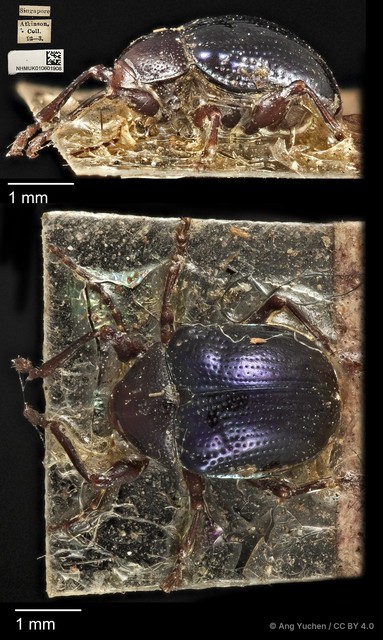 Basilepta viridipennis