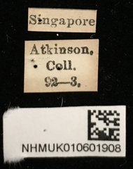 Basilepta viridipennis • All Rights Reserved Museum Label