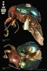Basilepta viridipennis • © Ang Yuchen • CC BY 4.0