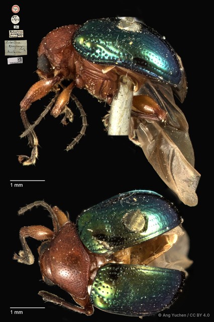 Basilepta viridipennis • © Ang Yuchen • CC BY 4.0