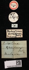 Basilepta viridipennis • All Rights Reserved Museum Label