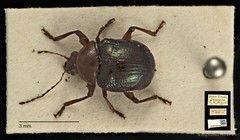 Basilepta viridipennis • © Ang Yuchen • CC BY 4.0