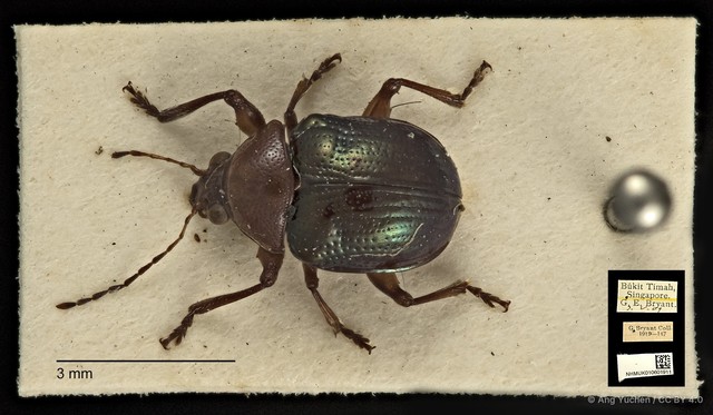 Basilepta viridipennis
