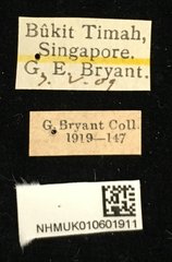 Basilepta viridipennis • All Rights Reserved Museum Label