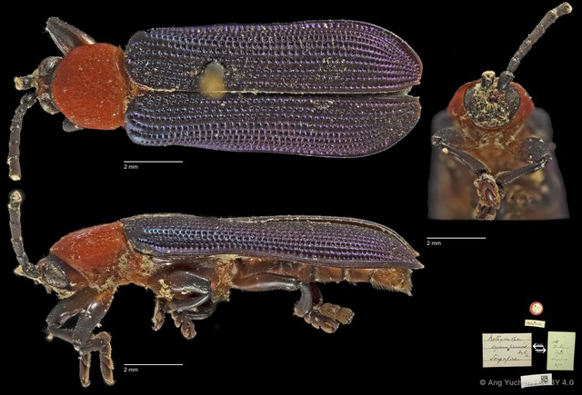 Botryonopa cyanipennis • © Ang Yuchen • CC BY 4.0