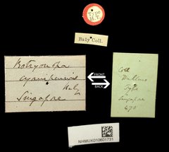 Botryonopa cyanipennis • All Rights Reserved Museum Label