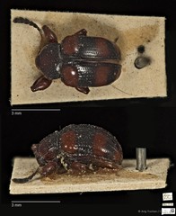Callisina fasciata • © Ang Yuchen • CC BY 4.0