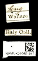 Callisina fasciata • All Rights Reserved Museum Label