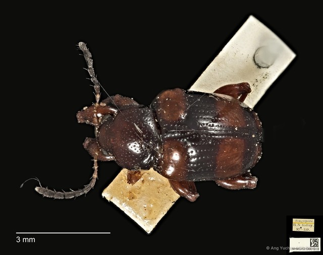 Callisina fasciata
