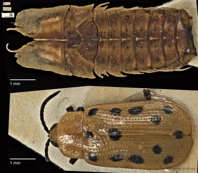 Callispa duodecimmaculata • © Ang Yuchen • CC BY 4.0