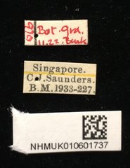 Callispa duodecimmaculata • All Rights Reserved Museum Label