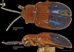 Callispa elegans Baly, 1876