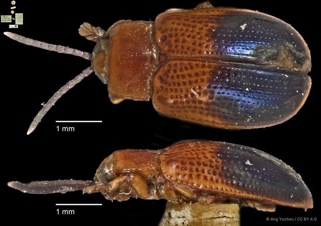 Callispa elegans • © Ang Yuchen • CC BY 4.0