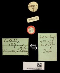 Callispa elegans • All Rights Reserved Museum Label