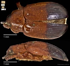 Callispa elegans • © Ang Yuchen • CC BY 4.0