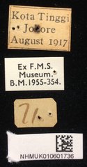Callispa elegans • All Rights Reserved Museum Label
