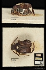 Callosobruchus chinensis • © Ang Yuchen • CC BY 4.0