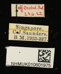 Callosobruchus chinensis • All Rights Reserved Museum Label