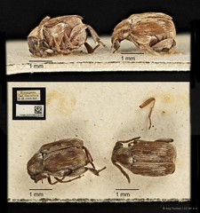Callosobruchus phaseoli (Gyllenhal, 1833)