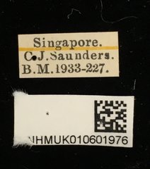 Callosobruchus phaseoli • All Rights Reserved Museum Label