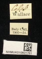 Cassida catenata • All Rights Reserved Museum Label