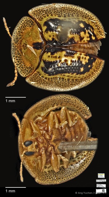 Cassida circumdata • © Ang Yuchen • CC BY 4.0