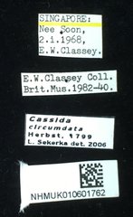 Cassida circumdata • All Rights Reserved Museum Label