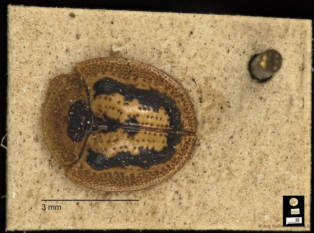 Cassida circumdata